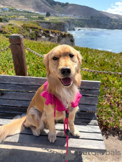 Photo №4. Je vais vendre golden retriever en ville de Alavus. annonce privée - prix - 650€