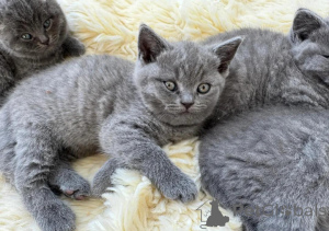 Photo №1. british shorthair - à vendre en ville de Monaco | négocié | Annonce № 167378
