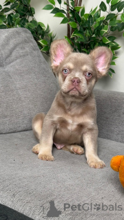 Photo №1. bouledogue - à vendre en ville de Tbilissi | négocié | Annonce №129307