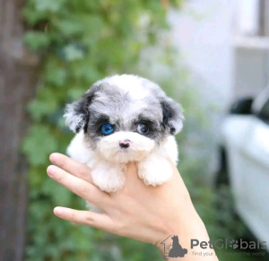 Photo №2 de l'annonce № 133025 de la vente spitz nain - acheter à USA annonce privée