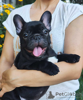 Photo №3. beaux chiots bouledogue français. Allemagne