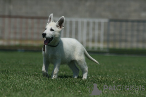 Photo №1. berger blanc suisse - à vendre en ville de Šabac | négocié | Annonce №111312