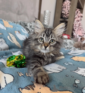 Photo №3. La dernière portée de chats sibériens va vite !. Ukraine