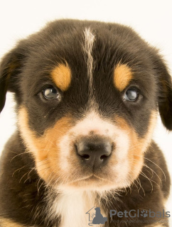 Photo №2 de l'annonce № 73533 de la vente chien bâtard - acheter à Cameroun annonce privée, de la fourrière, de l'abri, éleveur