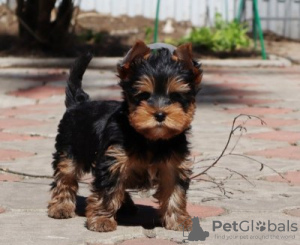 Photo №1. yorkshire terrier - à vendre en ville de Düsseldorf | 265€ | Annonce №119352