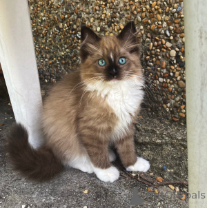 Photo №1. ragdoll - à vendre en ville de Berlin | négocié | Annonce № 165690