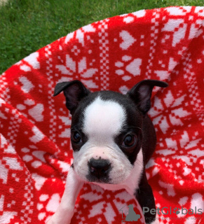 Photo №3. Adorables chiots Boston Terrier en adoption gratuite. Allemagne