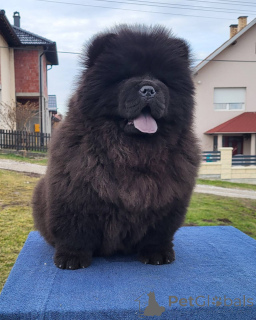 Photo №3. chiots chow chow. Serbie