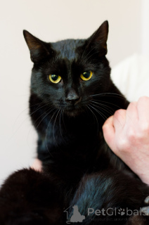 Photo №2 de l'annonce № 138801 de la vente  - acheter à Biélorussie 