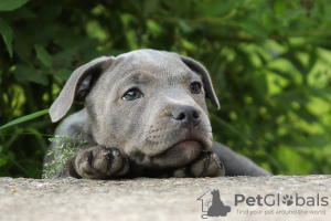 Photos supplémentaires: Filles American Staffordshire Bull Terrier