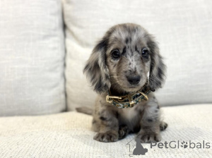 Photo №3. Doux, câlin et plein d'amour, le cœur de Luna brille aussi fort que son nom.. Allemagne