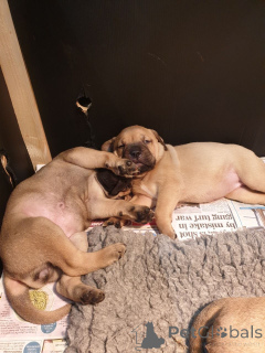 Photo №4. Je vais vendre bullmastiff en ville de Dronninglund. annonce privée, éleveur - prix - 950€