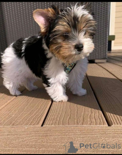 Photo №4. Je vais vendre yorkshire terrier en ville de Rostock. éleveur - prix - négocié