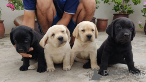 Photo №1. labrador retriever - à vendre en ville de Berlin | négocié | Annonce №52286