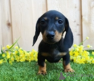 Photo №1. teckel - à vendre en ville de Halifax | négocié | Annonce №134869