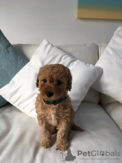 Photos supplémentaires: F1b Goldendoodle Miniature prête à rejoindre leur nouvelle maison pour toujours