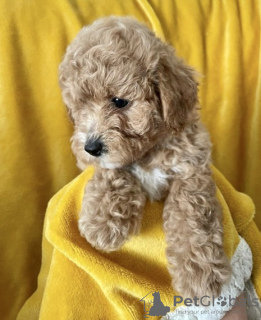 Photo №2 de l'annonce № 41015 de la vente caniche (nain) - acheter à La Lettonie annonce privée