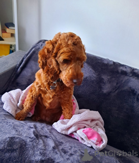 Photo №3. Fille kawapu. Irlande