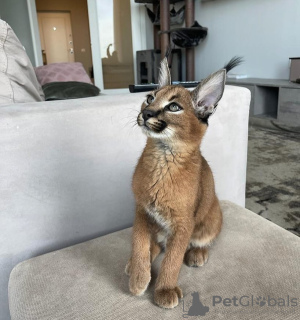 Photos supplémentaires: Chaton caracal sympathique à adopter et chaton serval africain à vendre
