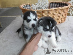 Photo №2 de l'annonce № 63479 de la vente husky de sibérie - acheter à USA 