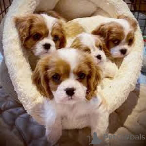 Photo №1. cavalier king charles spaniel - à vendre en ville de Helsinki | 700€ | Annonce №164691