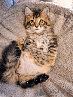 Photo №3. Maine Coon Kitten pour adoption. Allemagne