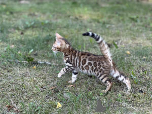 Photos supplémentaires: Garçon de la savane F2