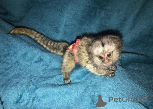 Photo №2 de l'annonce № 161694 de la vente  - acheter à République Tchèque 