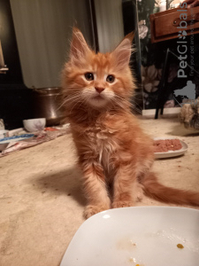 Photo №4. Je vais vendre maine coon en ville de Kristinestad. annonce privée - prix - 700€