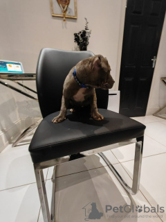 Photo №3. Superbe Chiot Blue Staffordshire. Allemagne