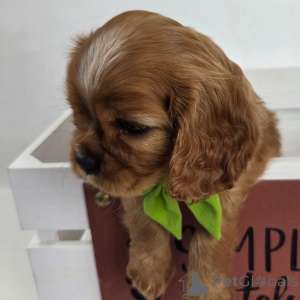 Photo №4. Je vais vendre cavalier king charles spaniel en ville de Gruyères. annonce privée - prix - négocié