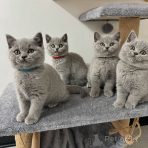 Photo №1. british shorthair - à vendre en ville de Chęciny | 388€ | Annonce № 171057