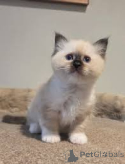 Photo №3. Les chatons birmans sont attirés par un nouveau jeudi.. Belgique