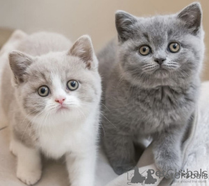 Photo №2 de l'annonce № 159125 de la vente british shorthair - acheter à L'Autriche 