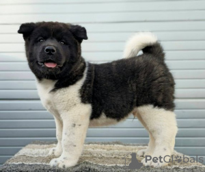 Photos supplémentaires: Akita américain, chiots au caractère d'exposition