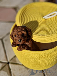 Photos supplémentaires: Adorables bébés caniches rouges