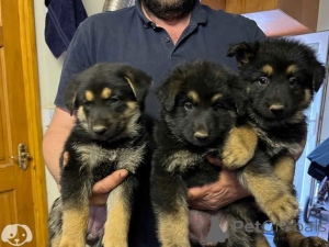 Photo №1. berger allemand - à vendre en ville de Vienne | 350€ | Annonce №170156