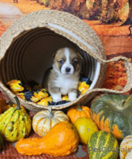Photo №3. Chiot Smart Corgi Adoption gratuite. Bangladesh