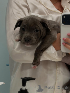 Photo №3. Adorable chiot Blue Staffy doux, sain et prêt pour sa maison pour toujours. Allemagne