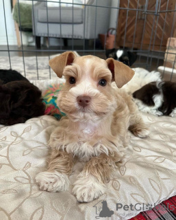 Photo №3. Bienvenue dans notre famille de chiots Schnauzer !. Serbie