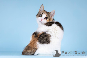 Photo №2 de l'annonce № 157211 de la vente  - acheter à Fédération de Russie annonce privée