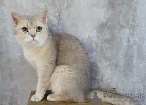 Photo №2 de l'annonce № 108555 de la vente british shorthair - acheter à Emirats Arabes Unis éleveur