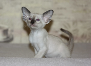 Photo №2 de l'annonce № 3266 de la vente oriental shorthair - acheter à Fédération de Russie de la fourrière