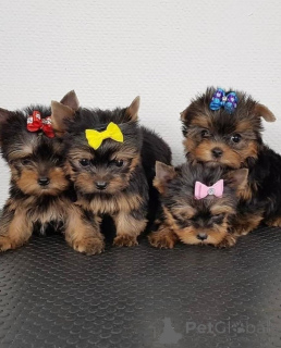 Photo №3. Nos chiots yorkies super mignons, disponibles en mâles et en femelles, sont très. La finlande
