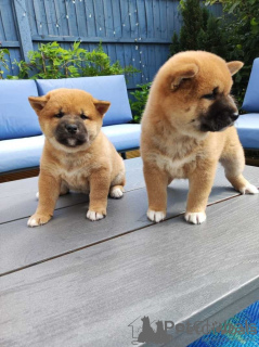 Photo №1. shiba - à vendre en ville de Varsovie | négocié | Annonce №162444