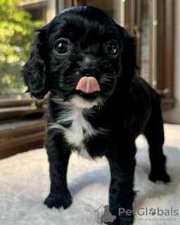 Photo №1. cavalier king charles spaniel - à vendre en ville de Торонто | négocié | Annonce №113163