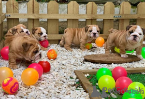 Photo №1. bulldog anglais - à vendre en ville de Ankara | négocié | Annonce №175623