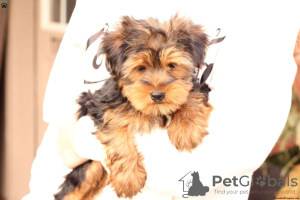 Photo №4. Je vais vendre yorkshire terrier en ville de Грюнберг.  - prix - négocié