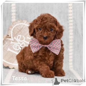 Photo №1. caniche (nain) - à vendre en ville de Main | négocié | Annonce №164343