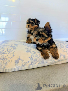 Photo №3. Notre charmante fille a 4 magnifiques chiots Yorkshire Terrier disponibles (1. Pays Bas